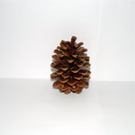 Pine Cone Geocache Containers Nature's Misfits and Ding & Dents Qty-8 8 